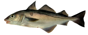 atlantic cod