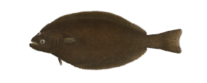 Atlantic Halibut