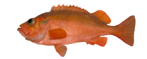 Golden Redfish