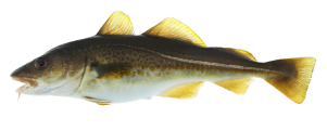 Haddock