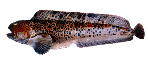 Spotted Wolfish